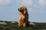 BASSET FAUVE DE BRETAGNE 005